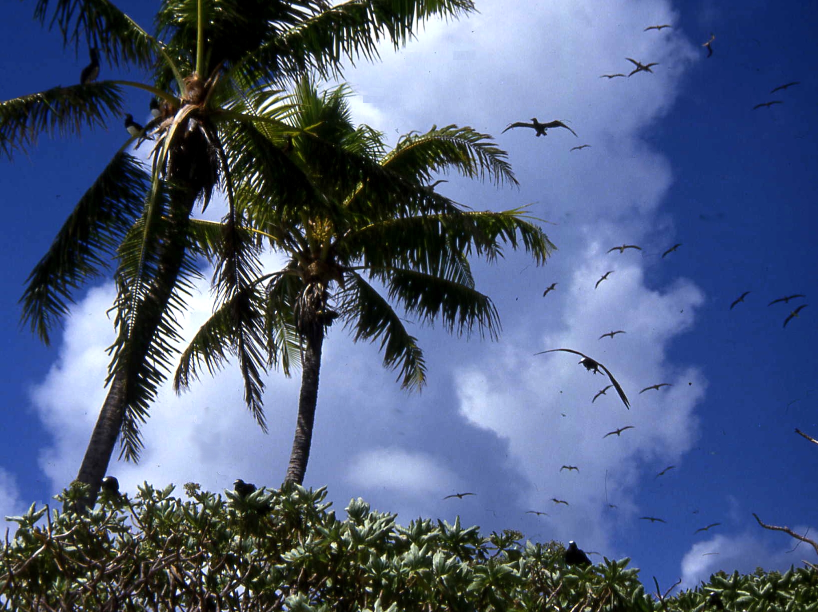 Tahiti palm trees