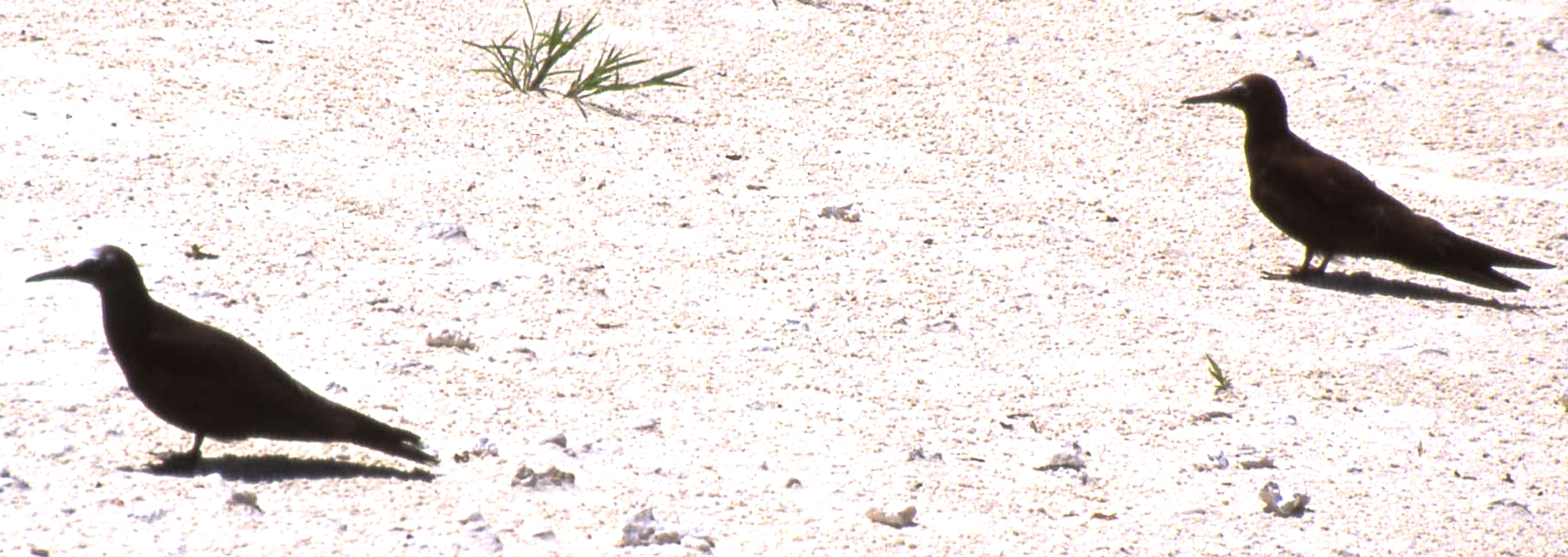 Birds on beach