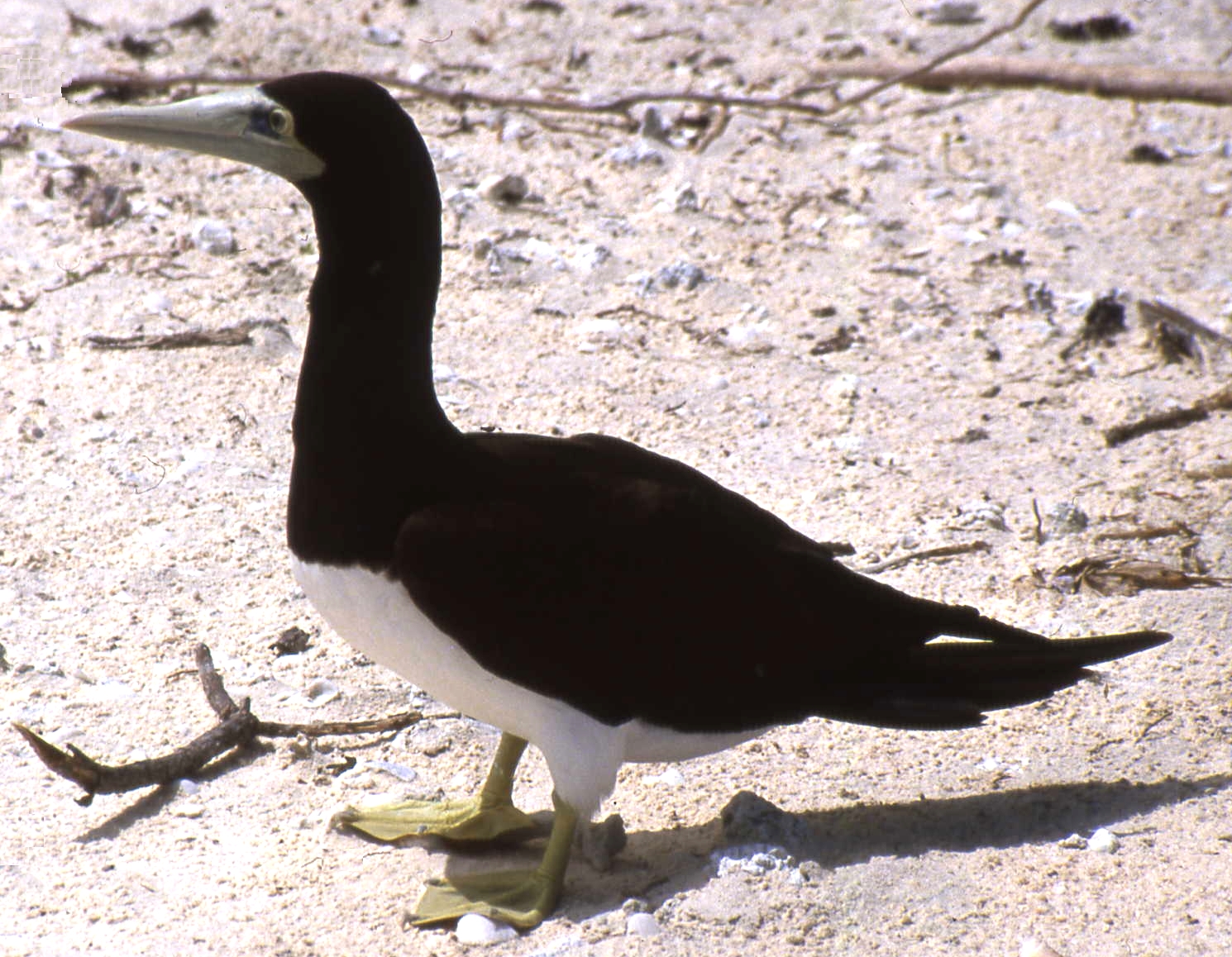 Bird on beach