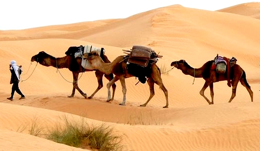 Camels in desert